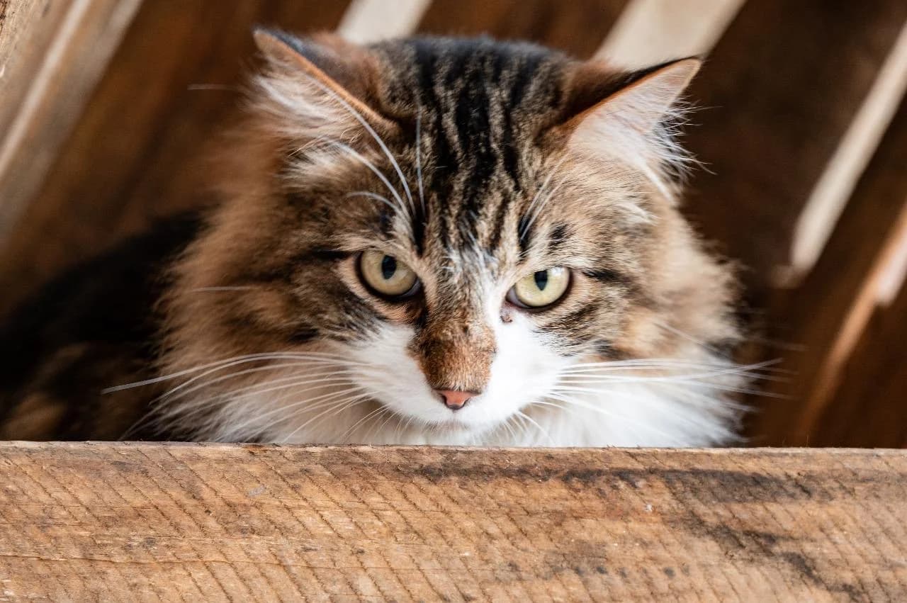 Cat looking at camera