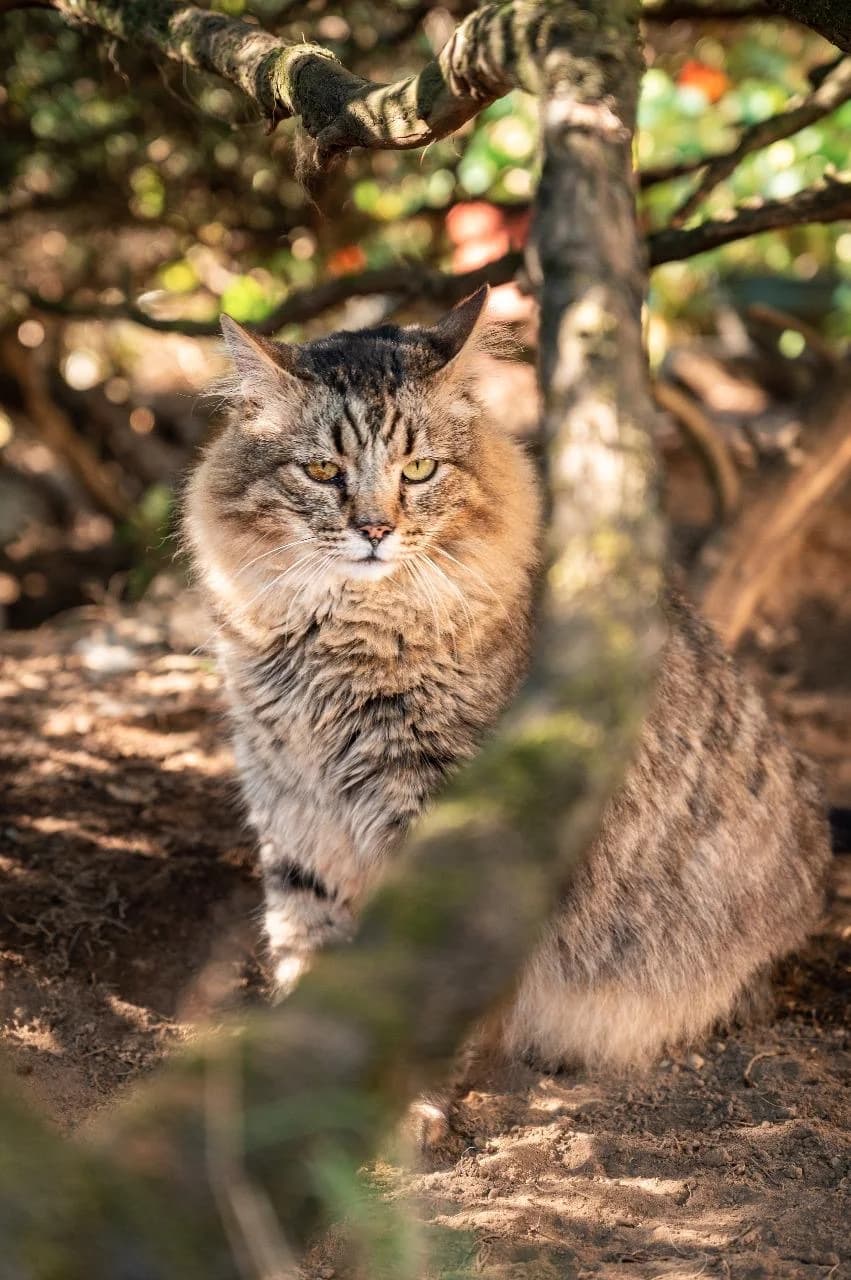 A cat rescued by the sanctuary