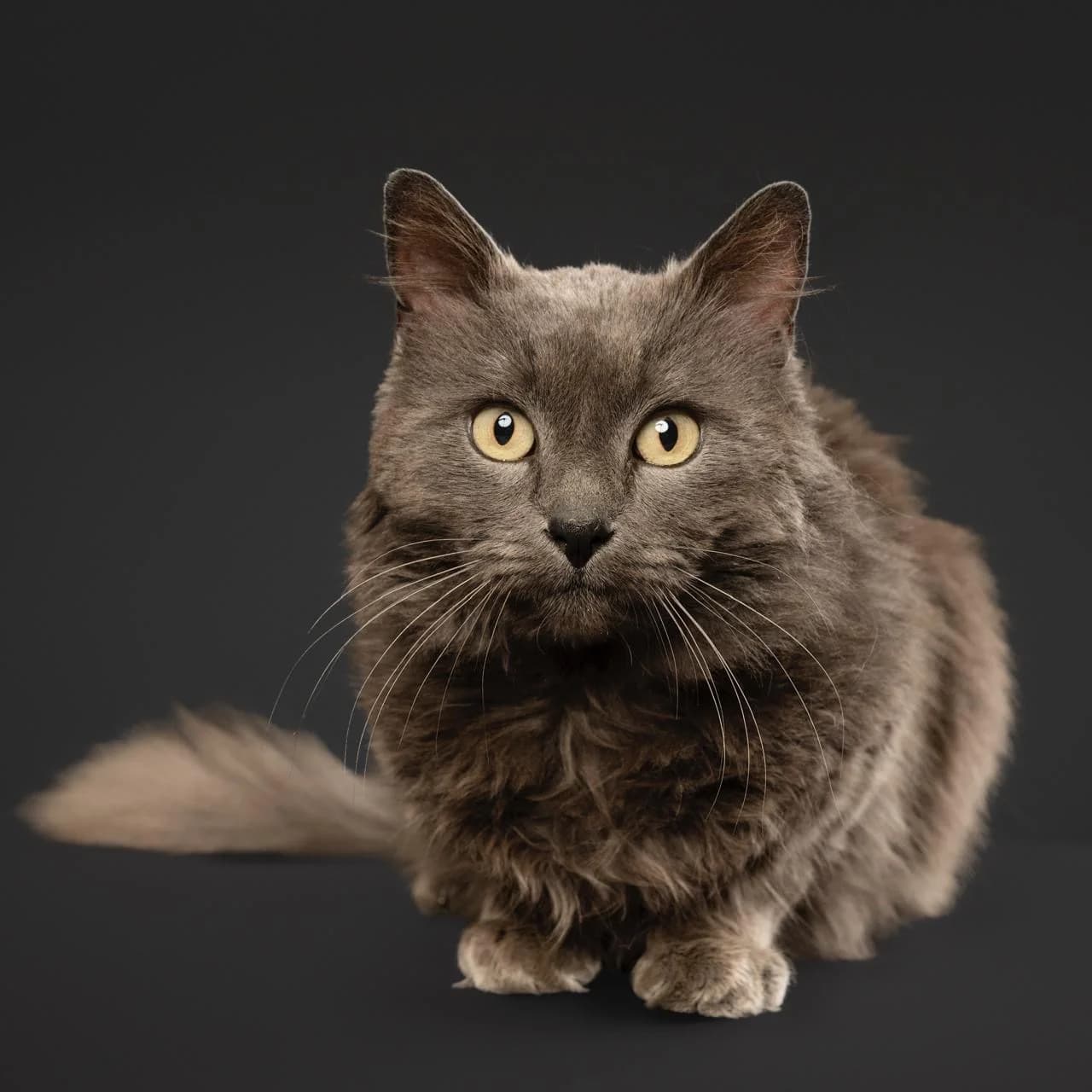 A curious cat looking at the camera