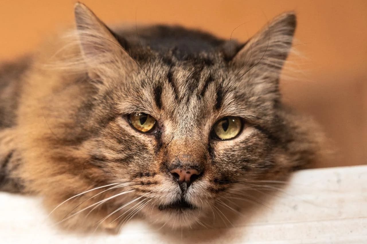 A cat exploring relaxing