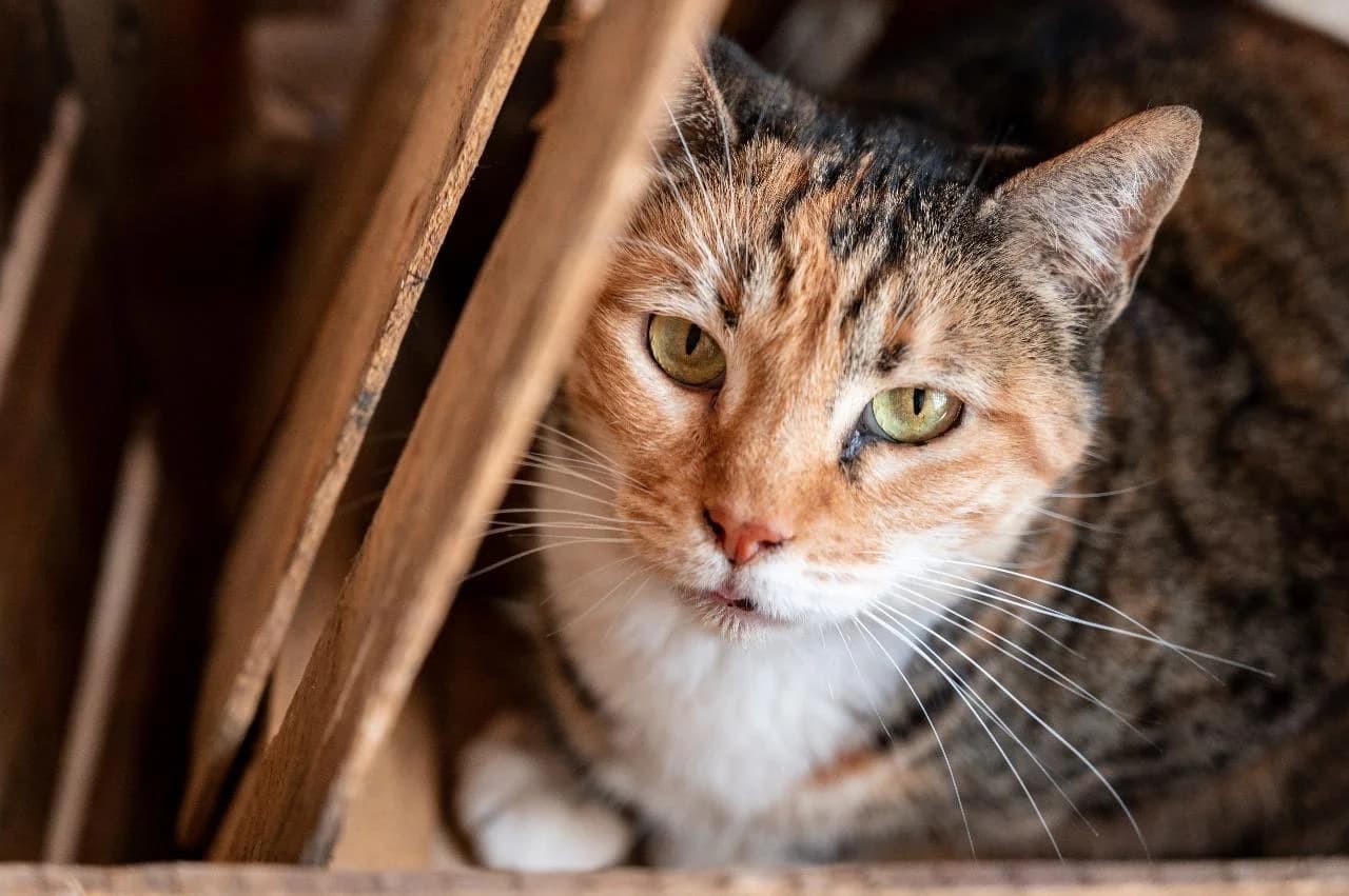 A gentle cat relaxing