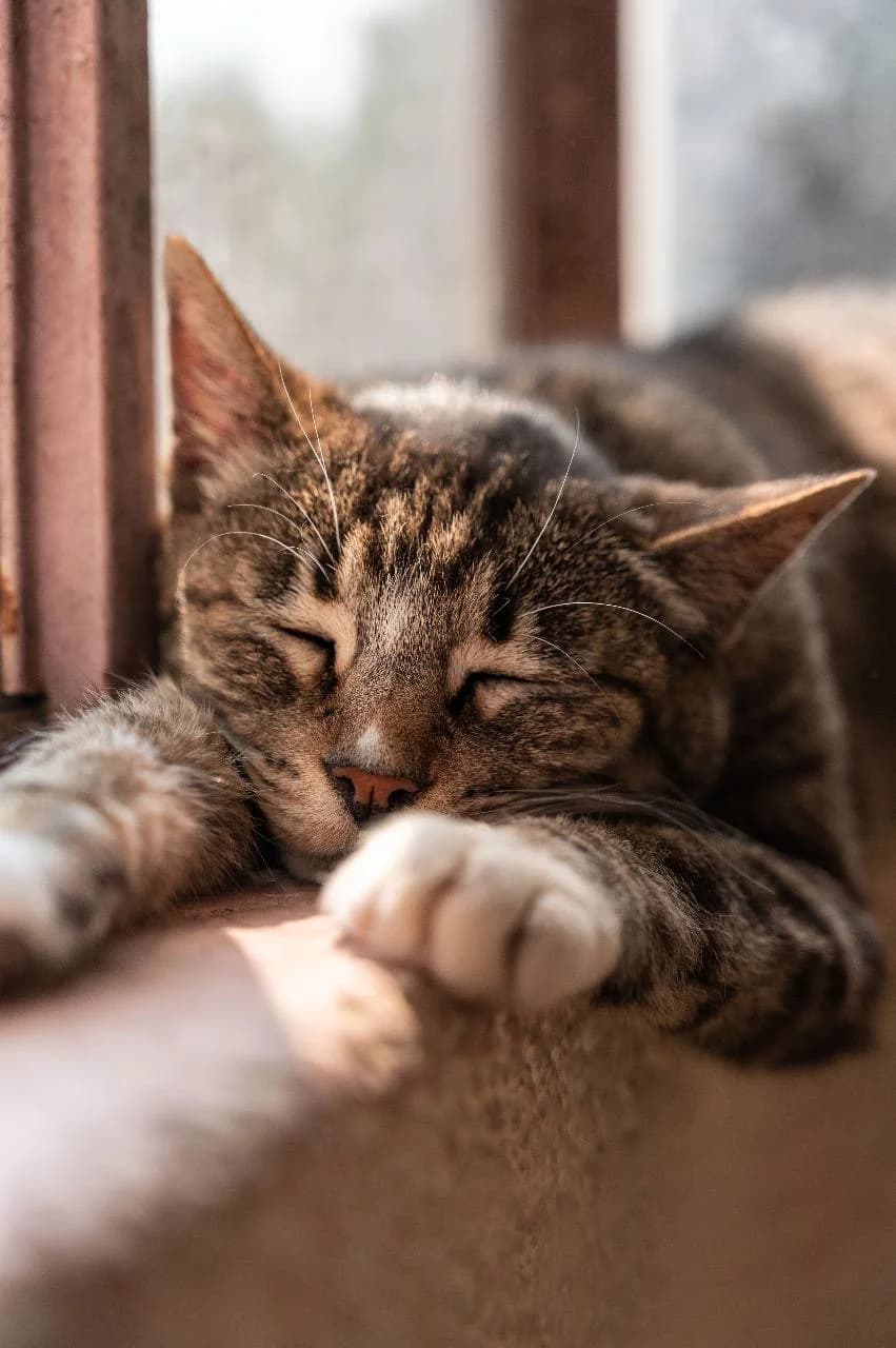 A relaxed cat lounging in a sunny spot