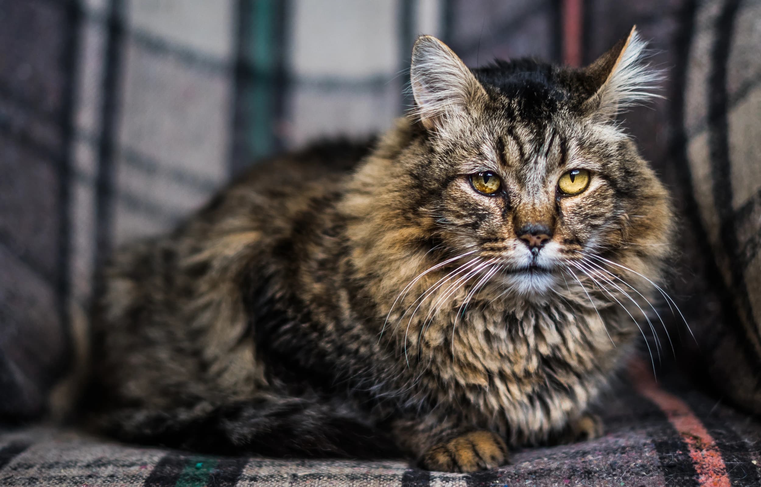Cat relaxing at the sanctuary