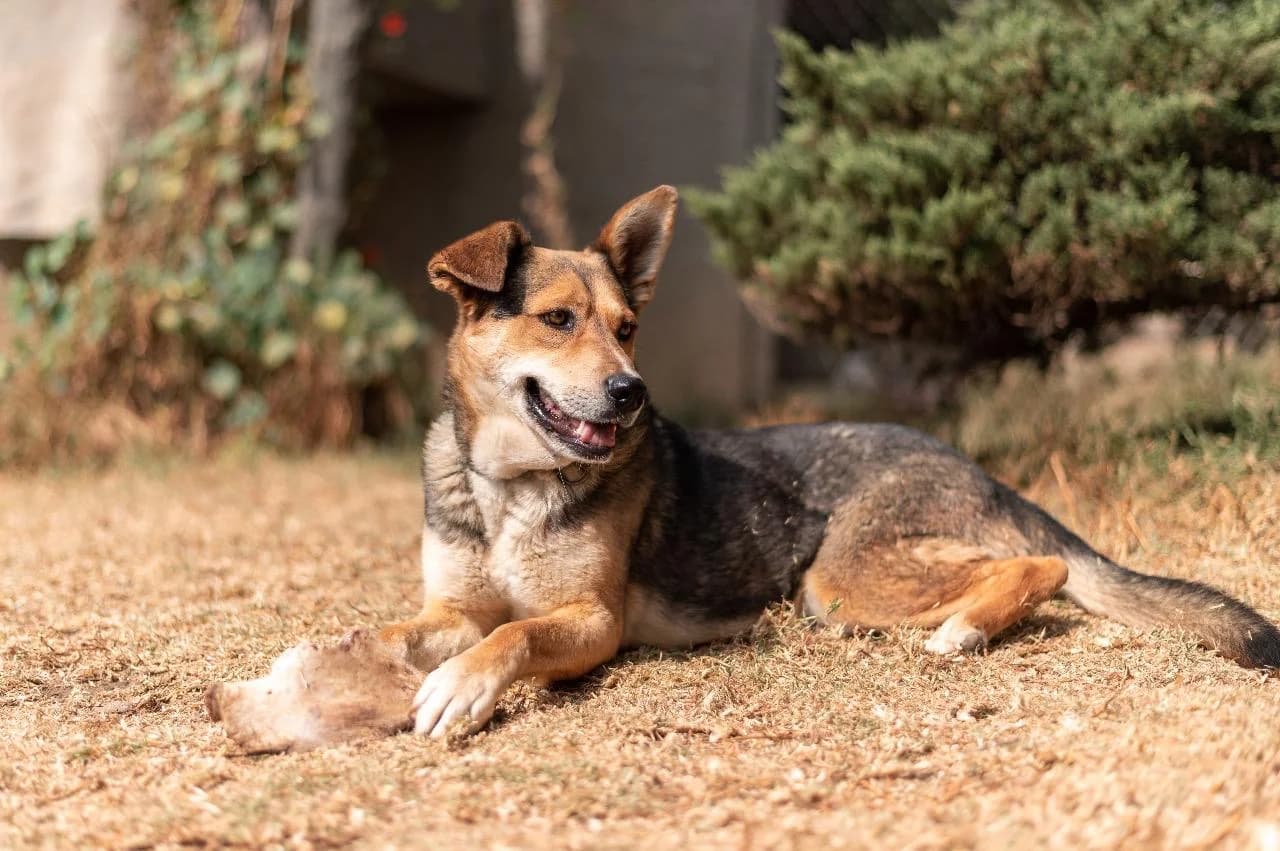 Dog relaxing at the sanctuary