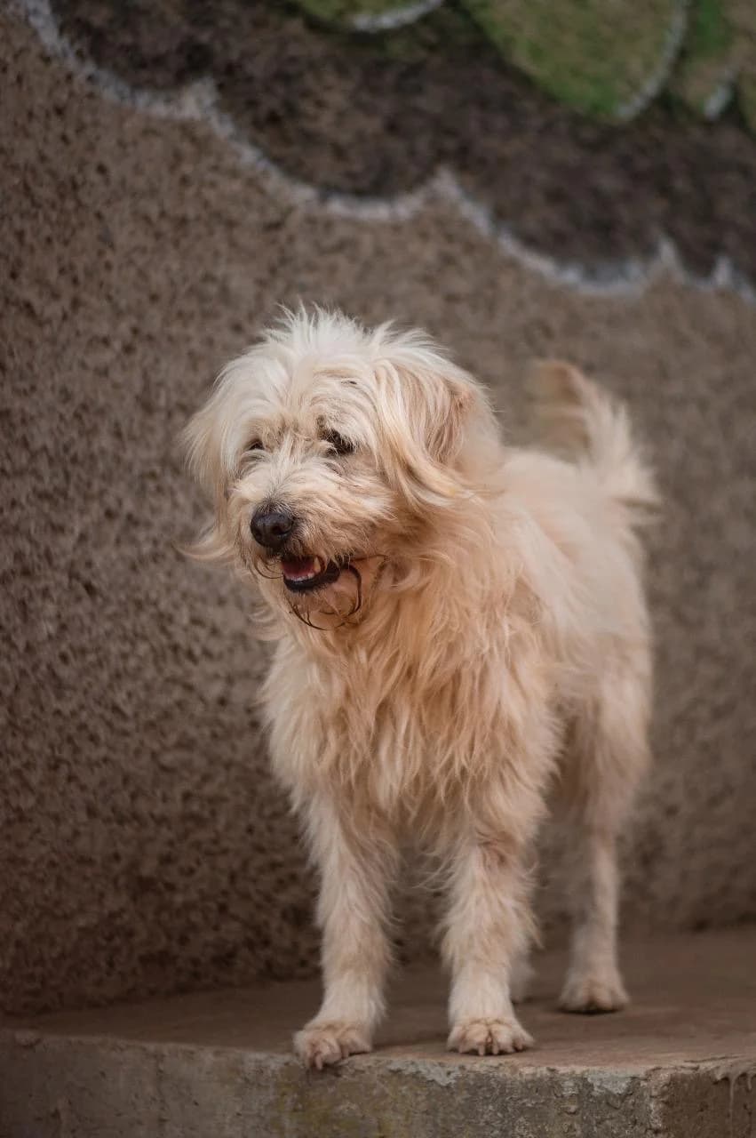 A happy dog posing in the sanctuary garden
