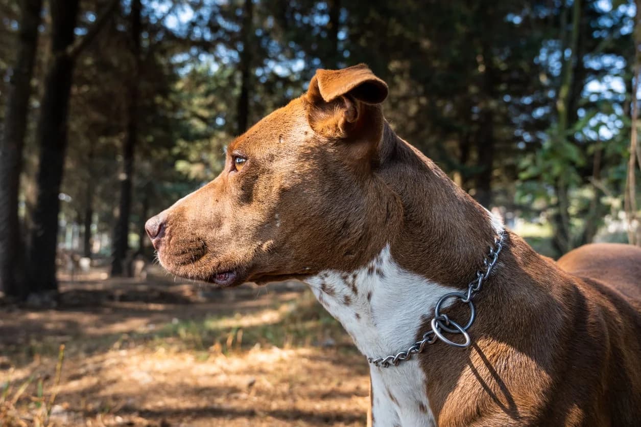 A rescued dog at the sanctuary