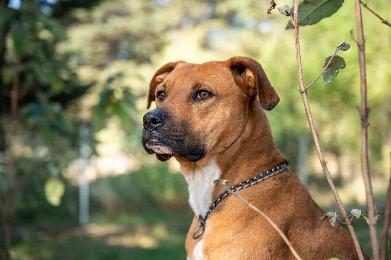 Dog staring into the distance