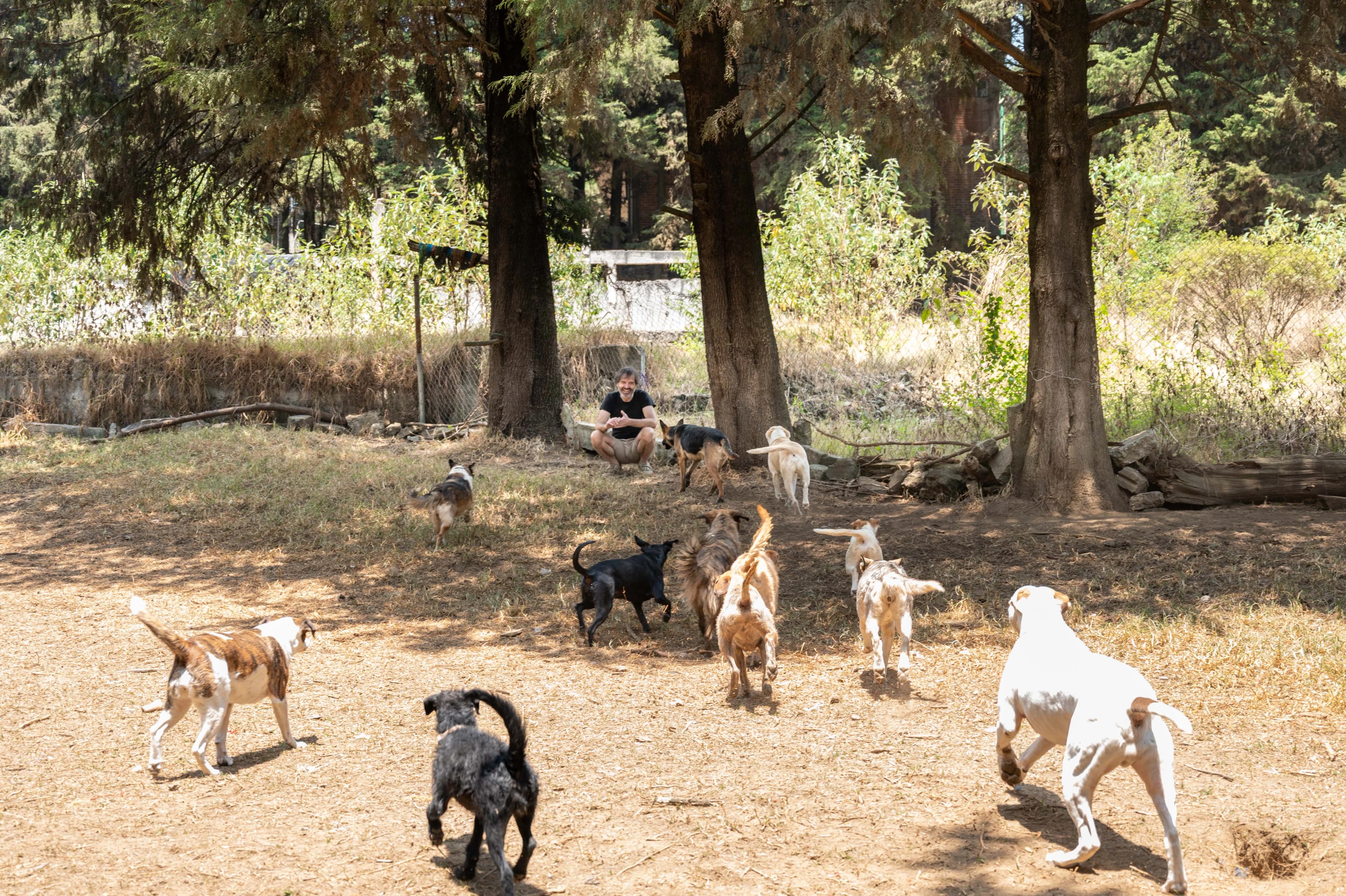 Owner playing with dogs